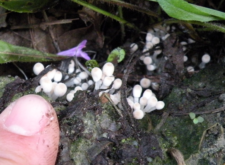 Coprinus filiformis?